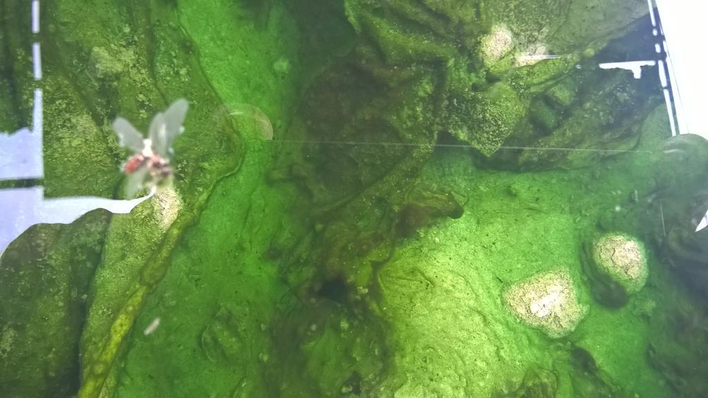 Hotel Terme Belvedere Abano Terme Kültér fotó